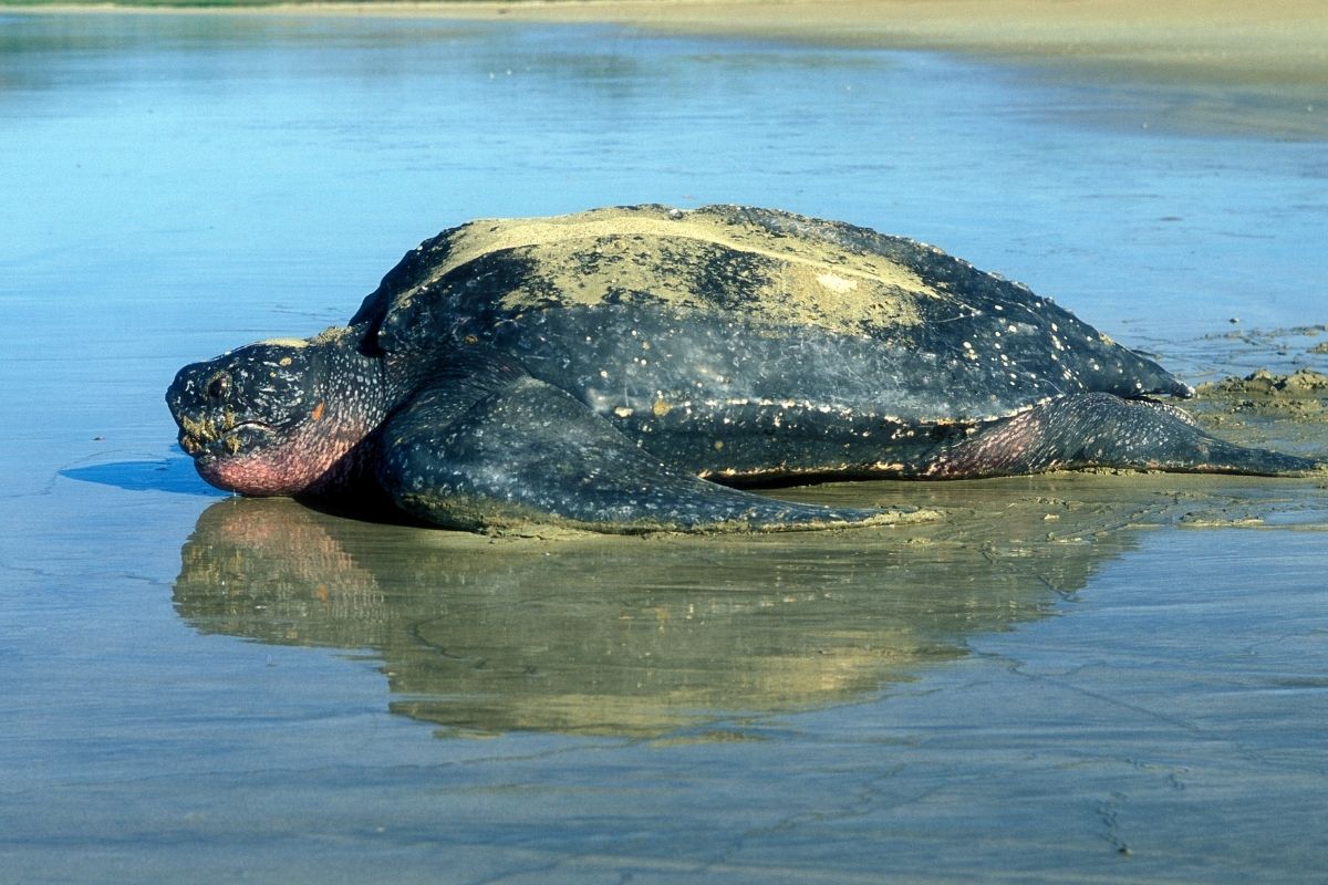 Largest Turtles In The Beach