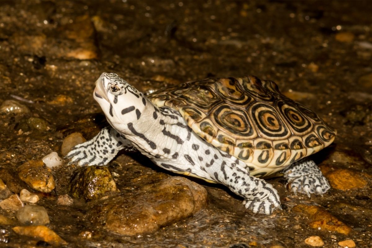 close up photo of Northern Diamondback Terrapin