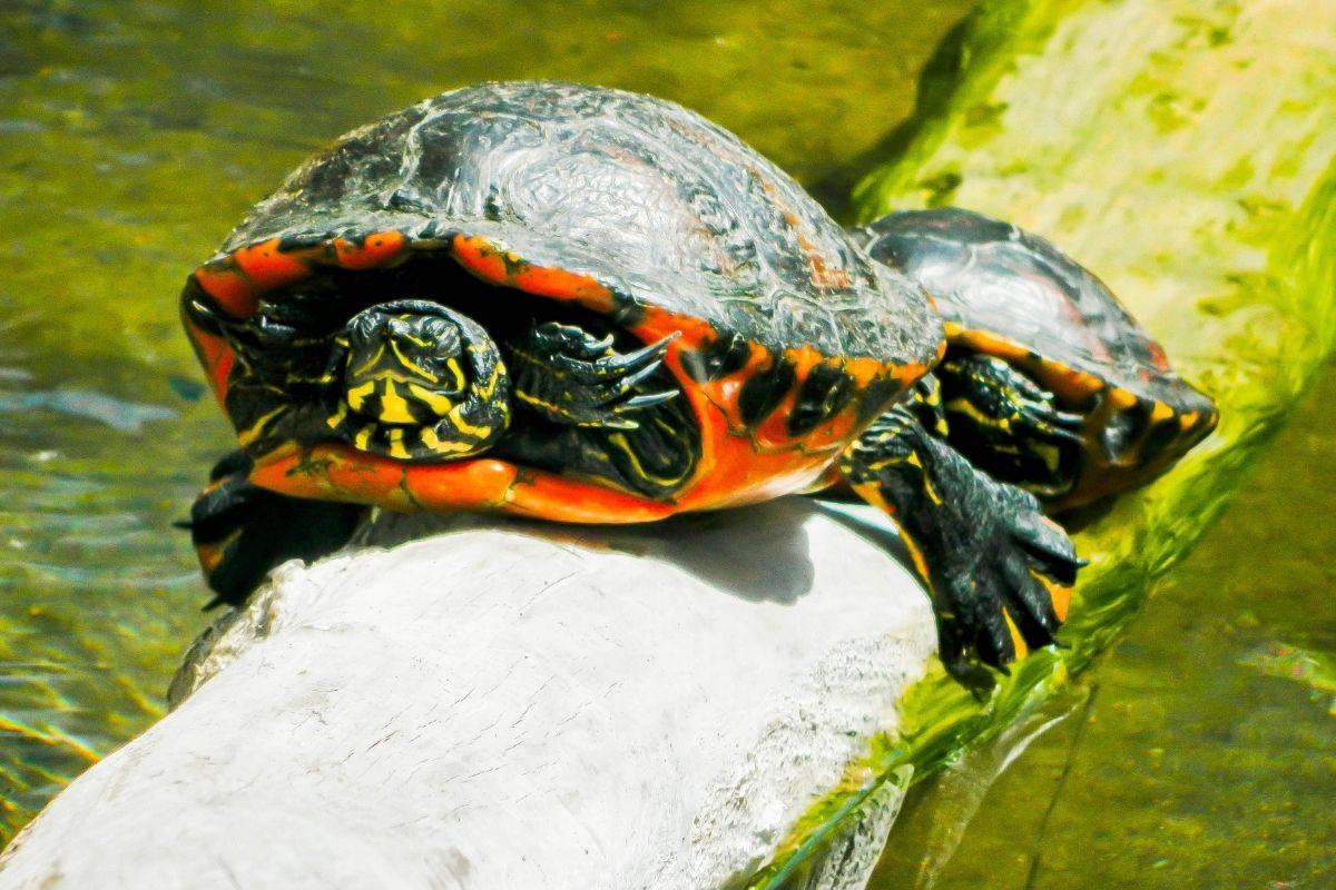 turtle in a pond