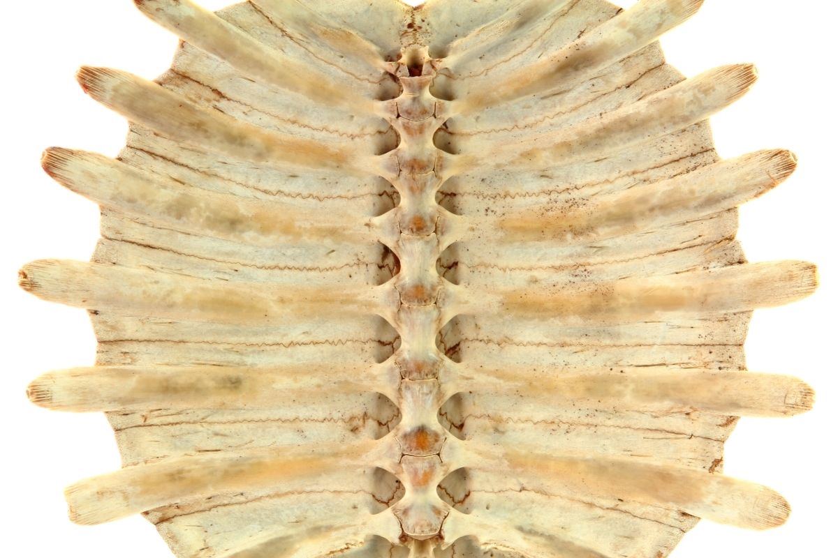Turtle Shell modified bony elements