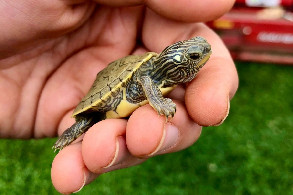 human holding baby turtle
