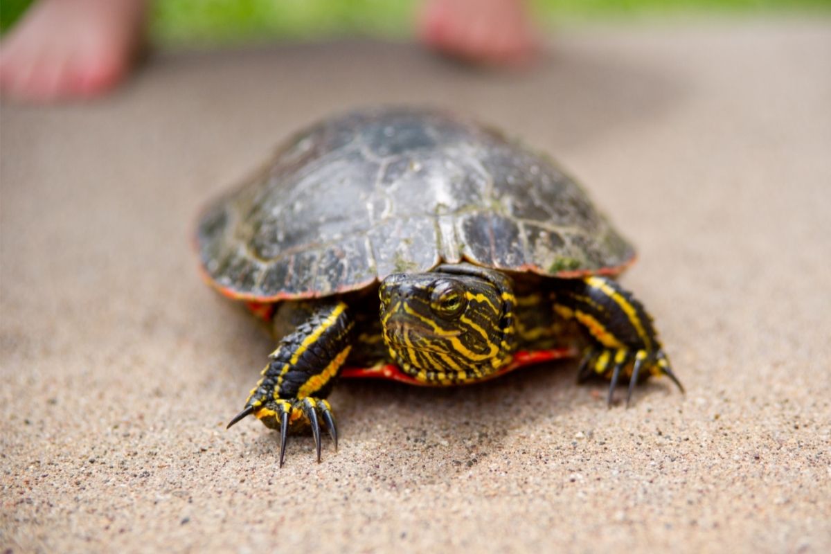 turtle in the sand