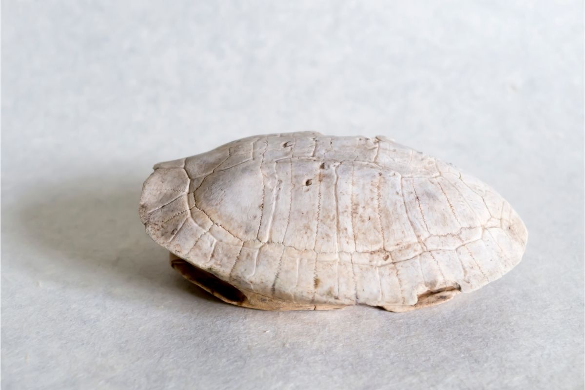 empty white turtle shell