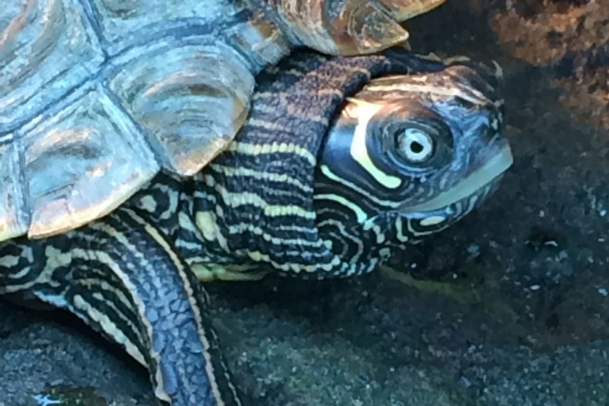 Texas Map Turtle close-up picture
