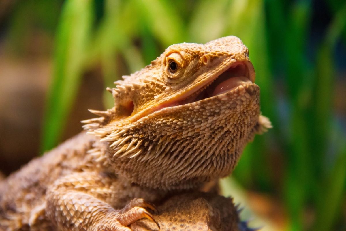 Bearded Dragon With Mouth Slightly Open