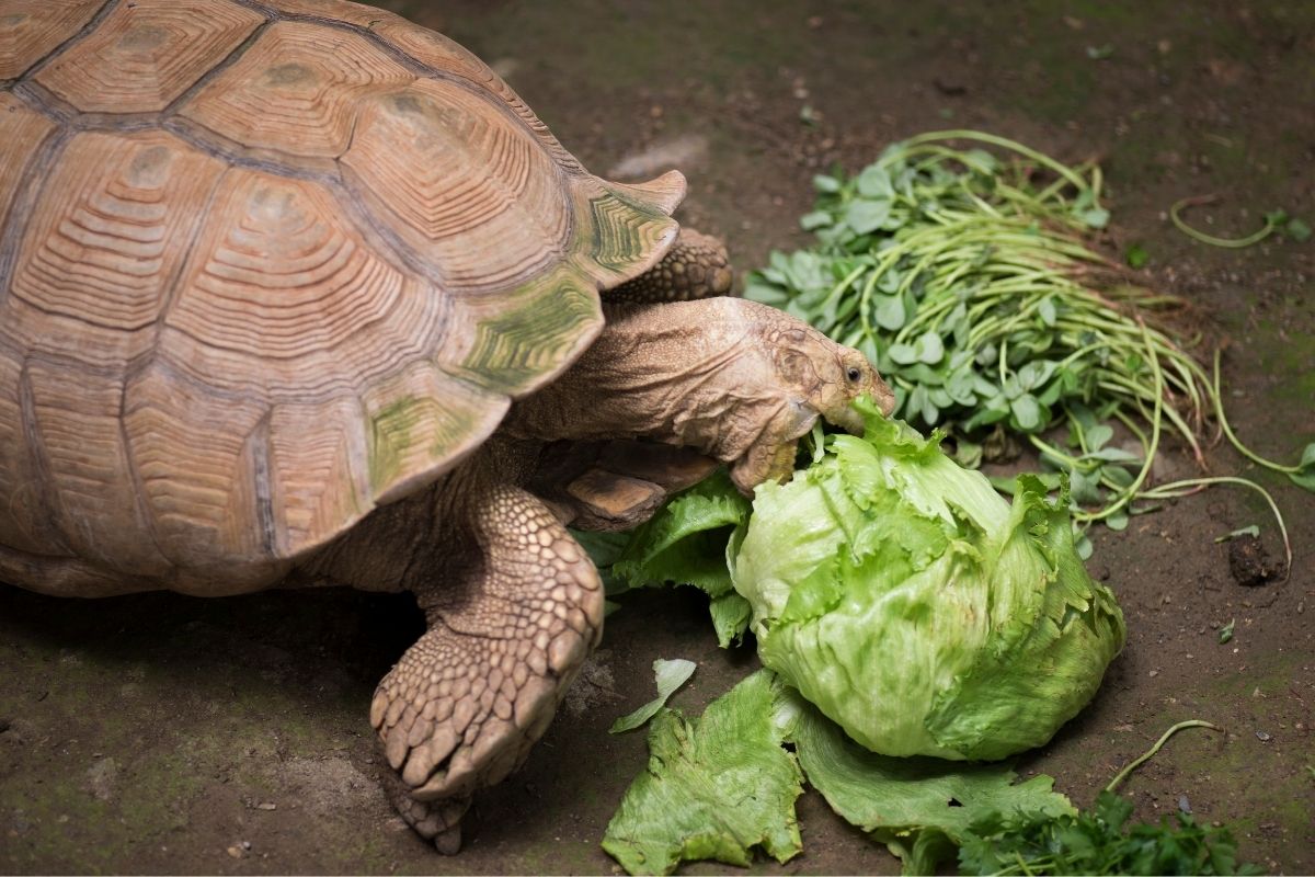 Big Tortoise Eating Cabbage