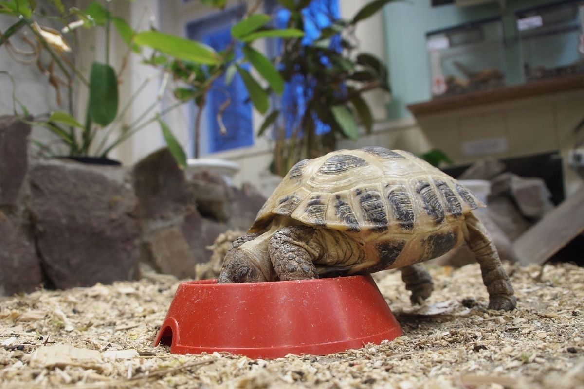 Tortoise eating in a bowl