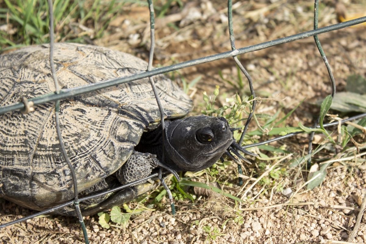 Trapped turtle