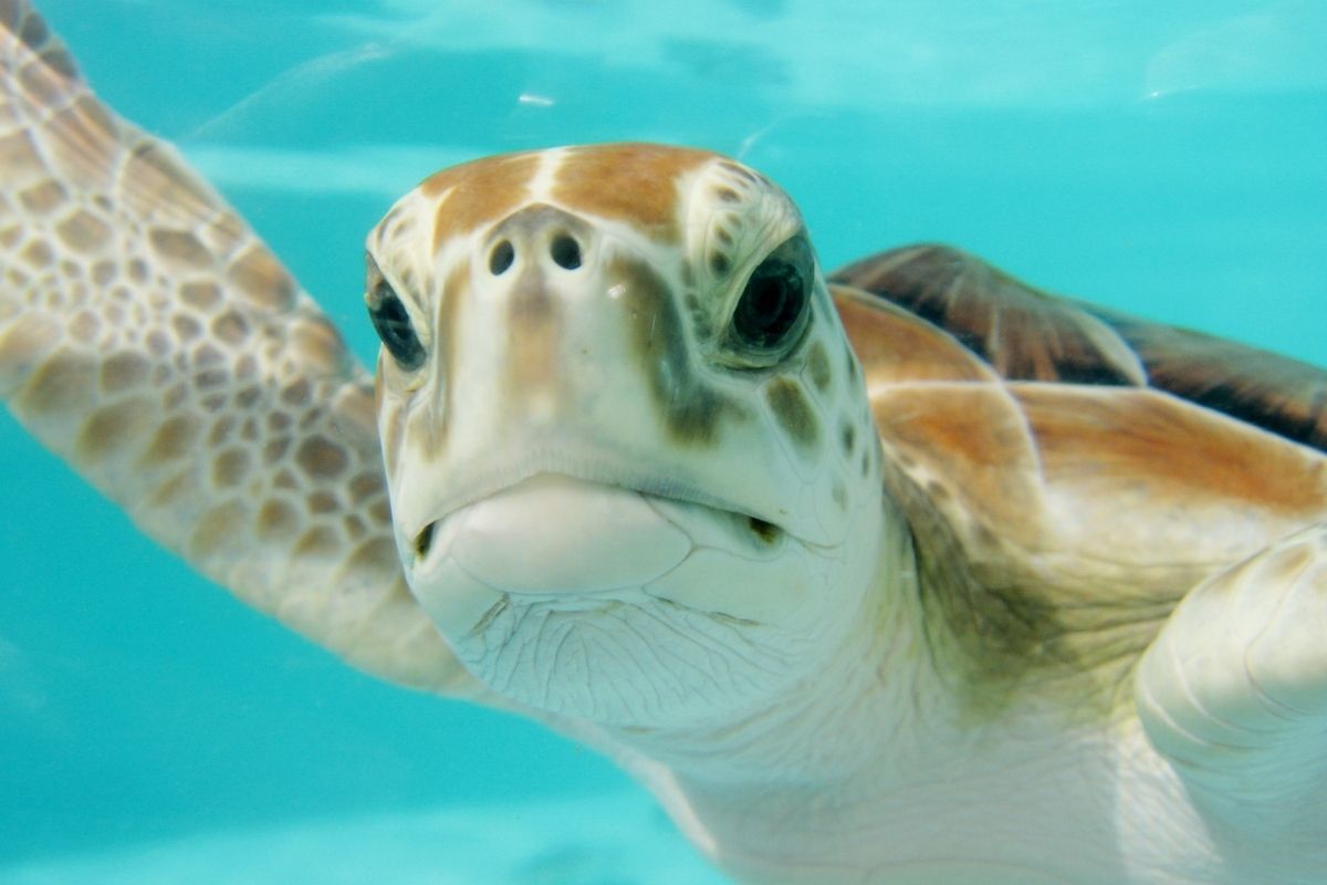 swimming turtle