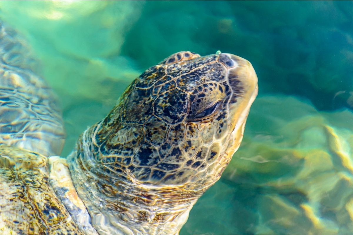 turtle in the water