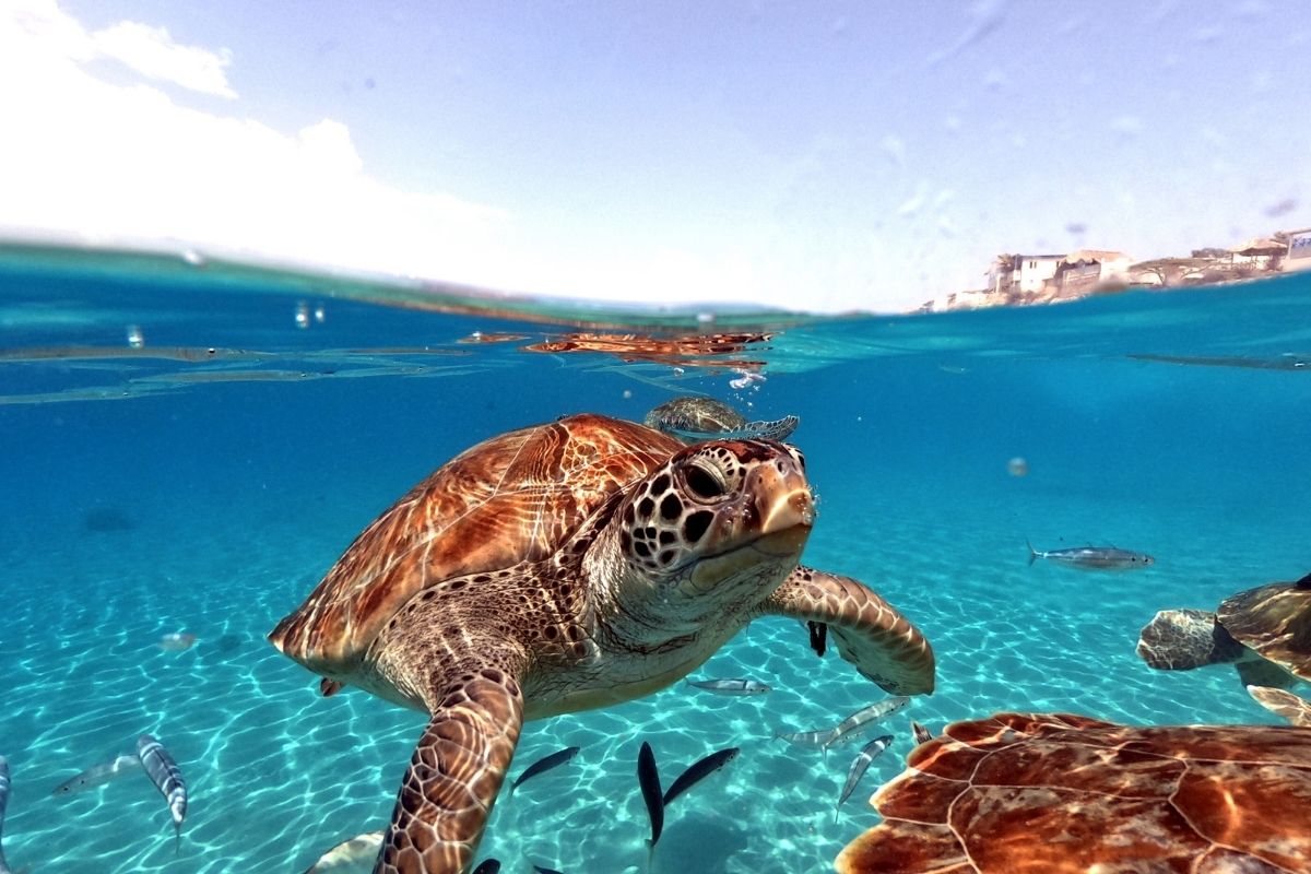 many turtles on water