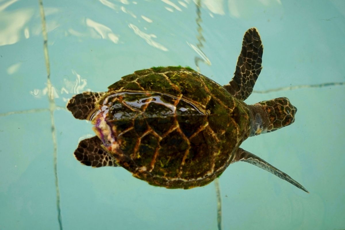 Turtle injury