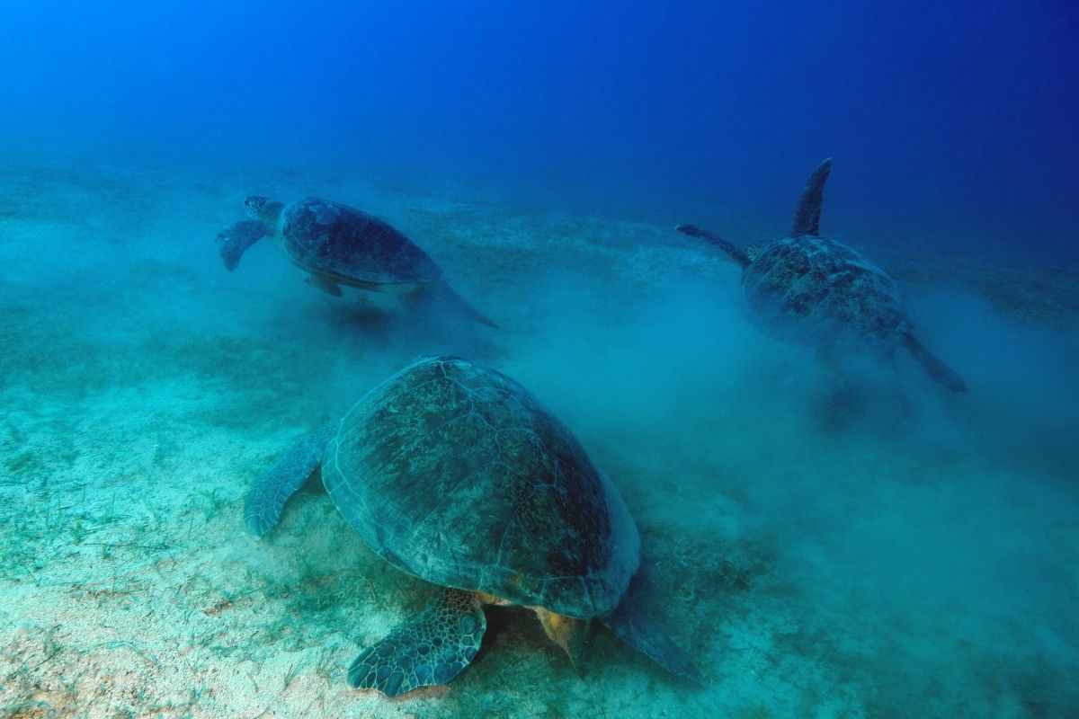three Green Sea Turtle eating underwater