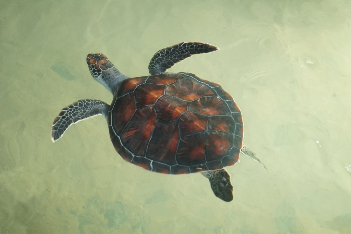 Tortoise Floating