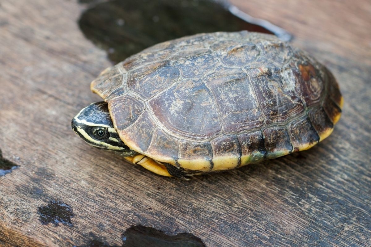 Close up head of turtle hiding on wood 