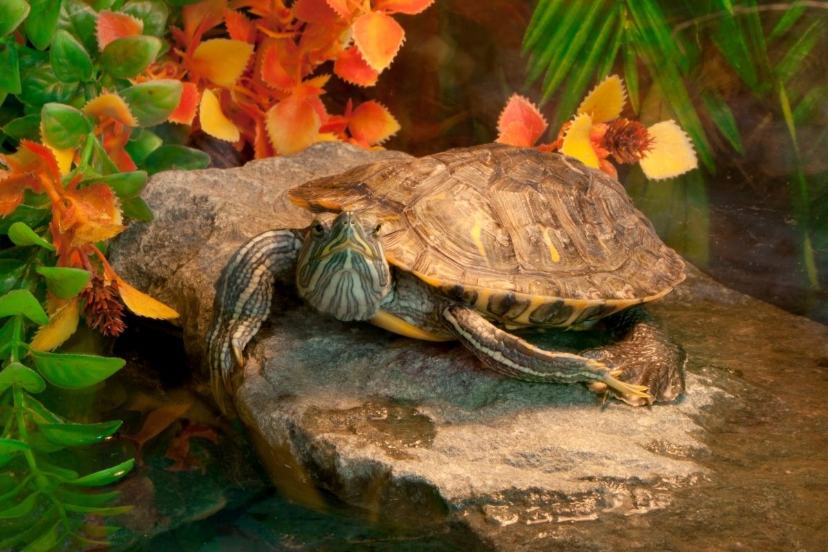 Terrapin resting on the rock