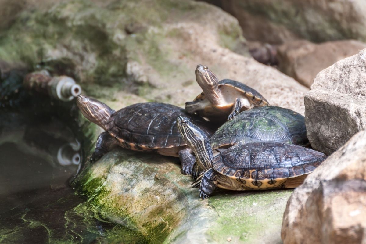 A couple of Western Chicken Turtle in the pond