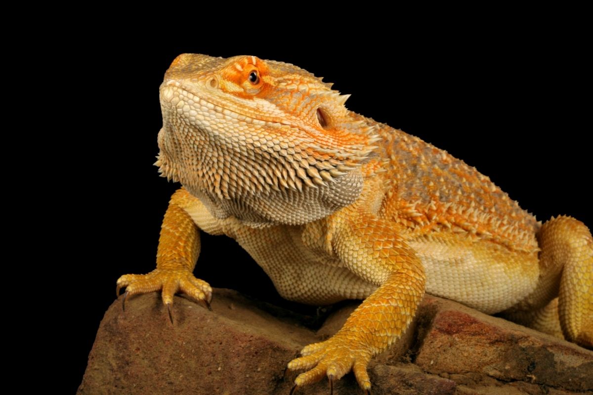 What Causes Bearded Dragons To Be Fat?
