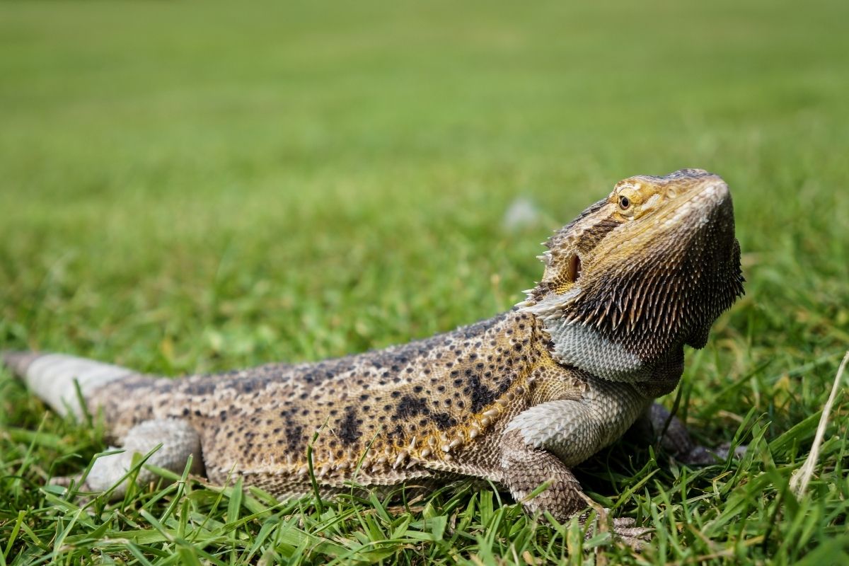 Bearded Dragon On Grass