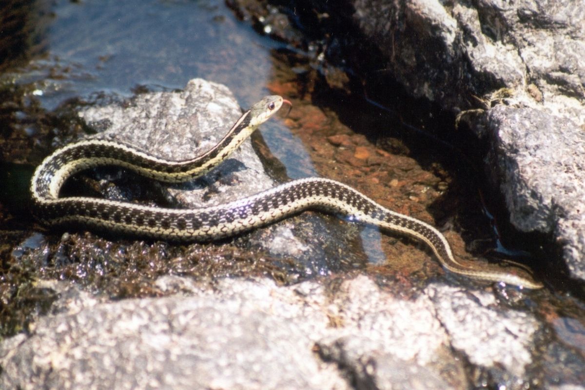 A curled-up snake