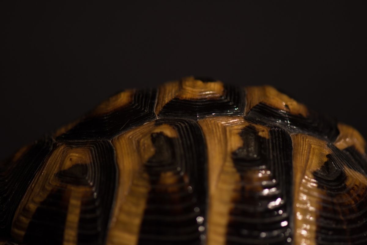 Black and Brown Turtle Shell