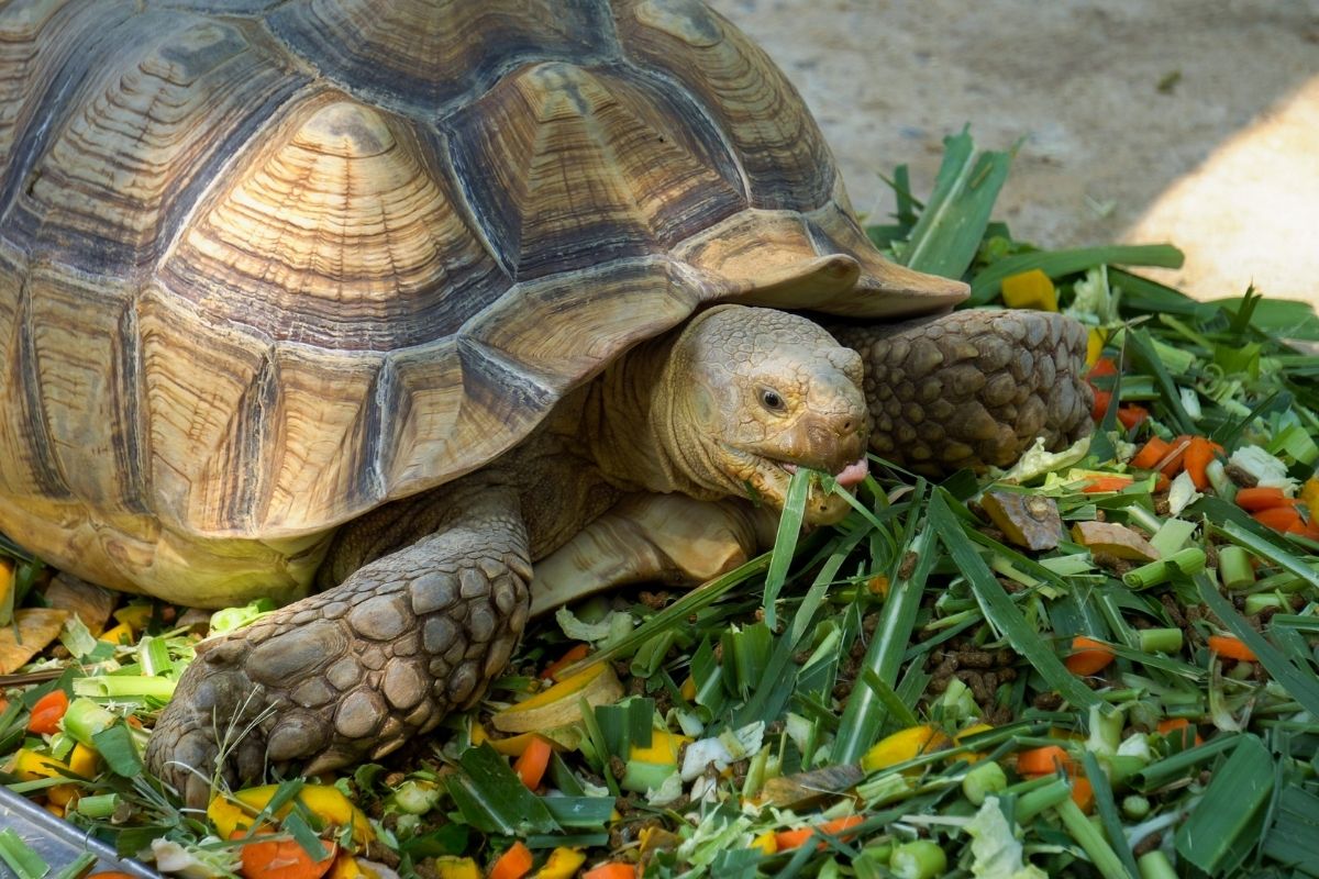 turtle eating vegetables