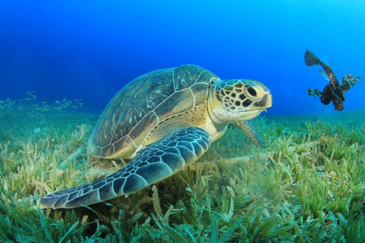 A turtle swimming
