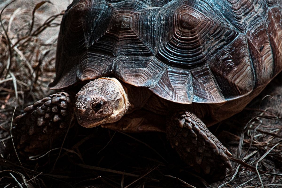 turtle on the grass
