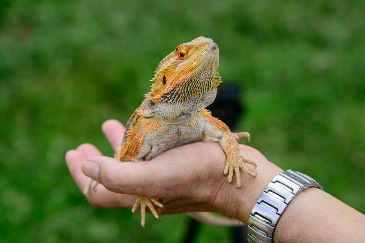 man hand holding a bearded dragon