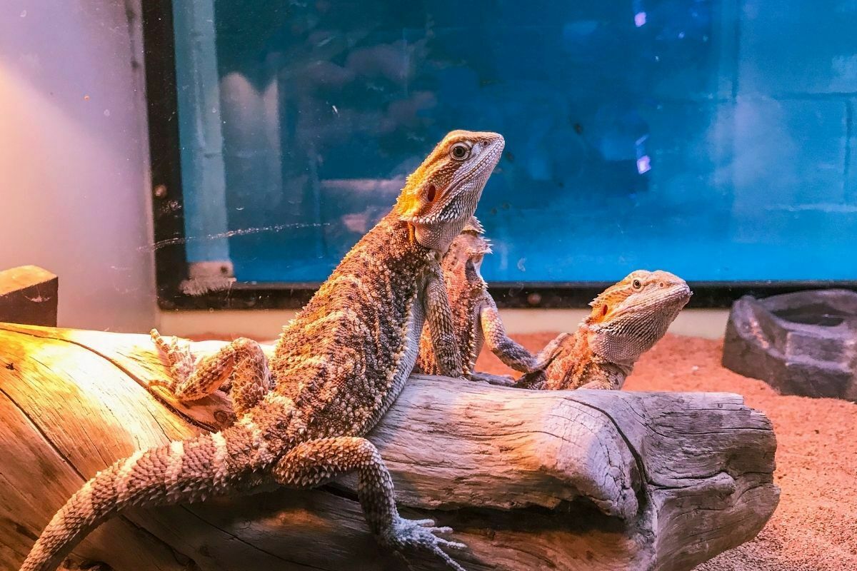 beardeds dragons in a tank