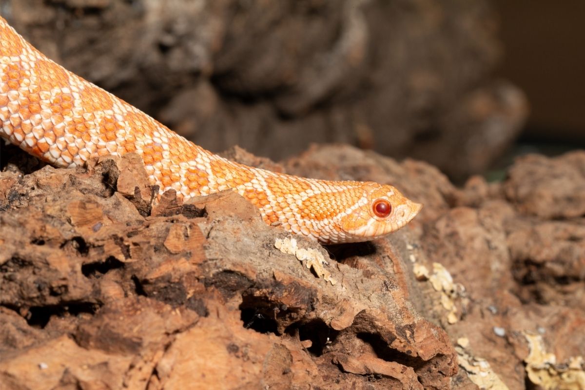 A snake with red eyes
