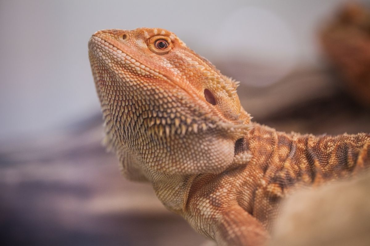 Orange Bearded Dragon Looking Up
