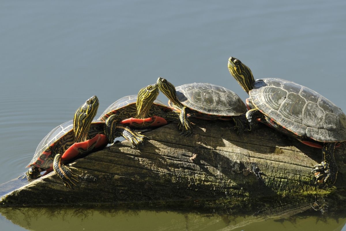 4 painted turtles on a log