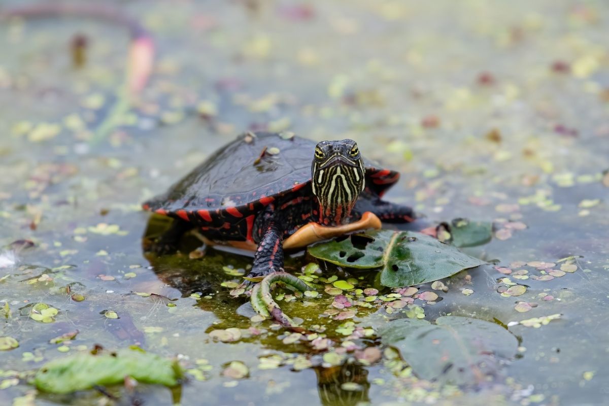 Painted Turlte on top of leaf in a pond