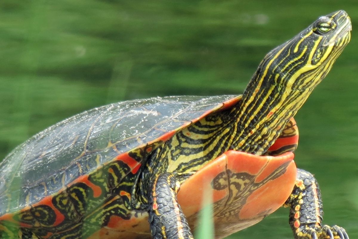 Painted Turtle in Land with water background