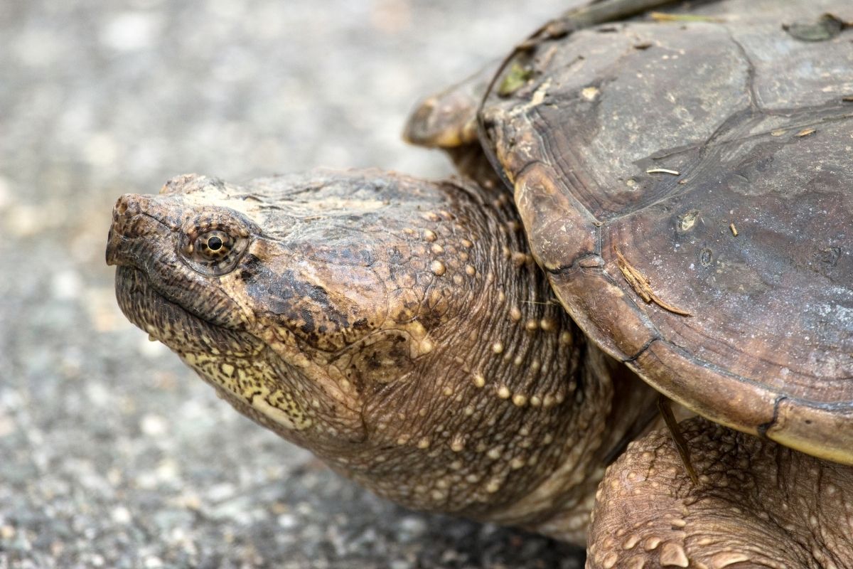 Snapping Turtle laying on concrete