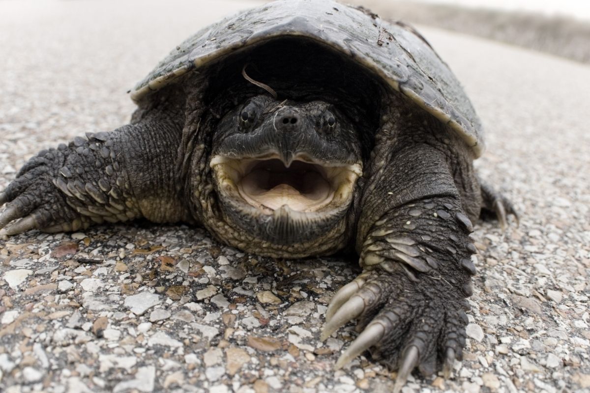 Snapping Turtle in polished cement with small rocks design