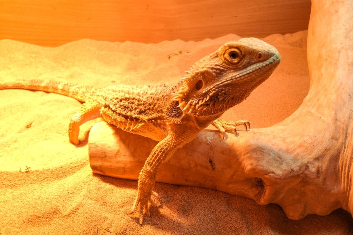 Bearded Dragon Under Light Staring