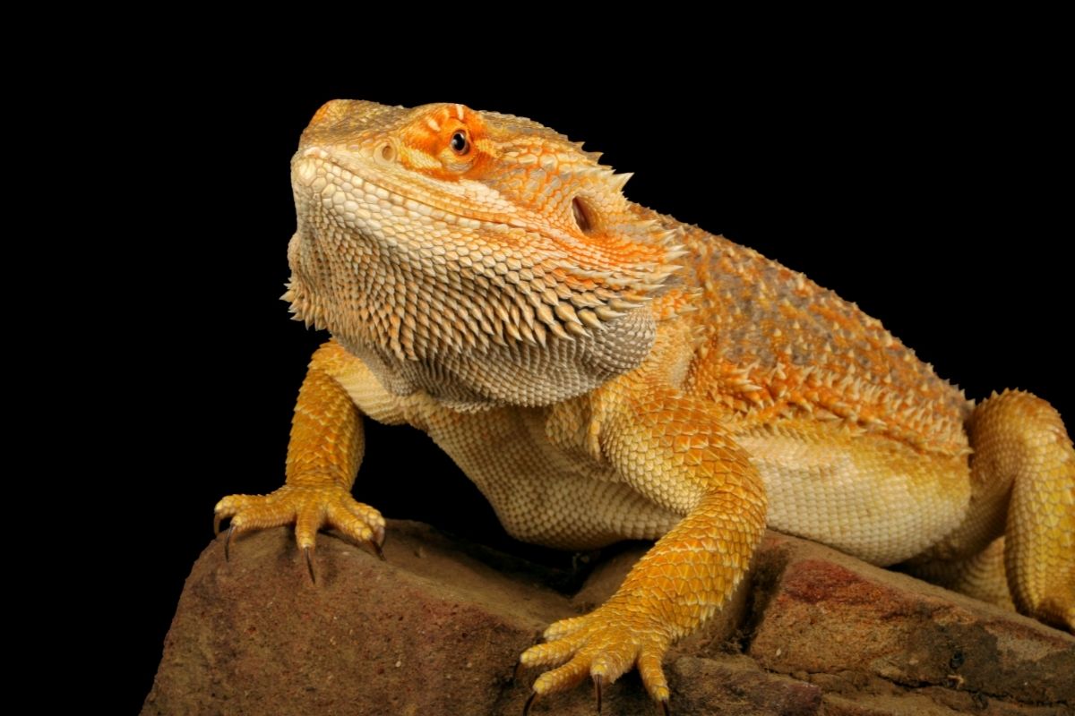 yellow bearded dragon