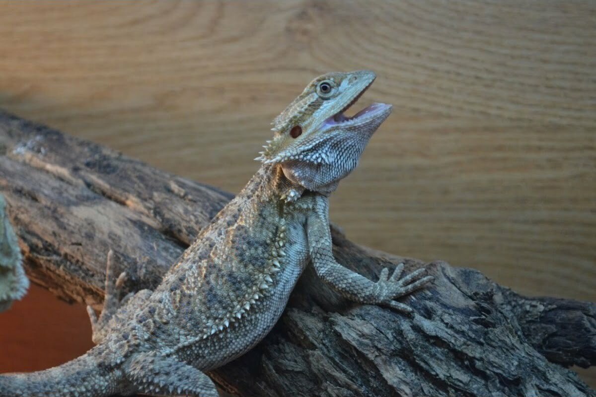 bearded dragon on a broken tree branch