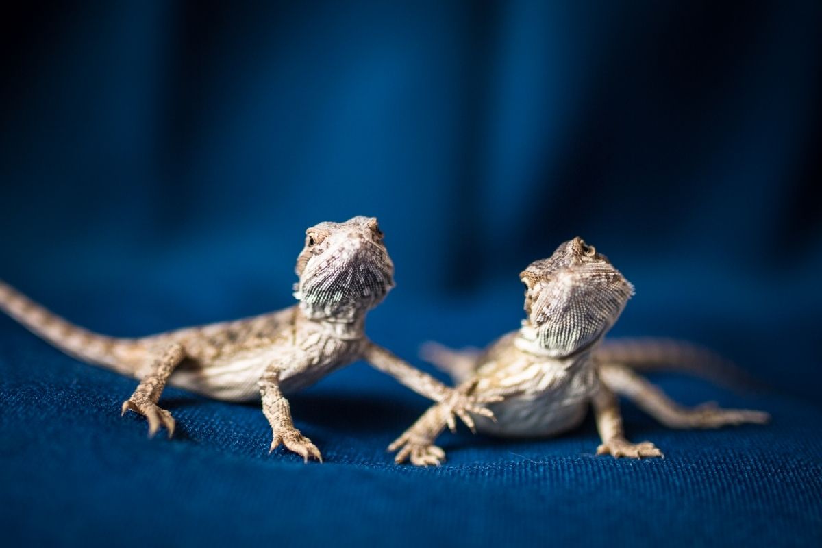 Bearded Dragon On Blue Cloth