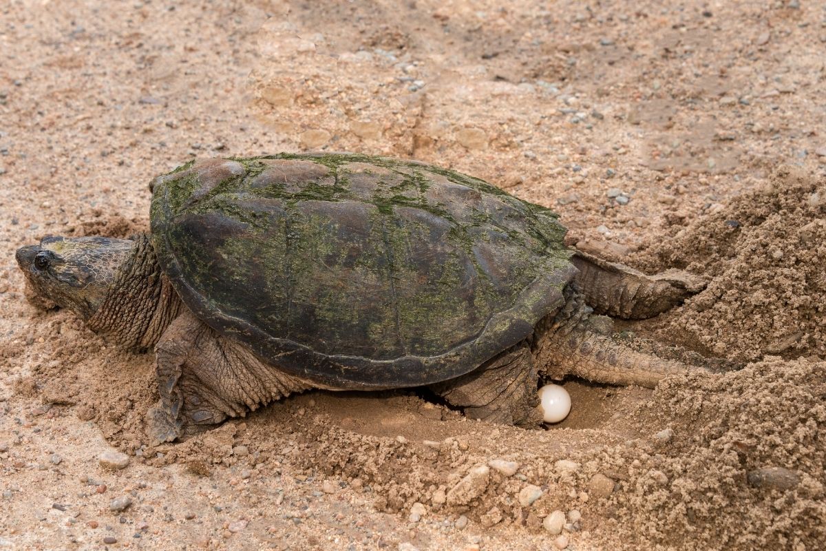 turtle laying egg in the sand