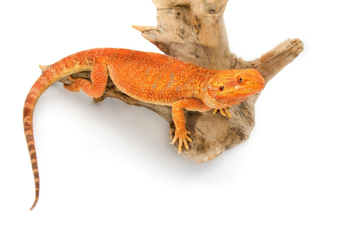 Why Does My Bearded Dragon Have Sunken Eyes?