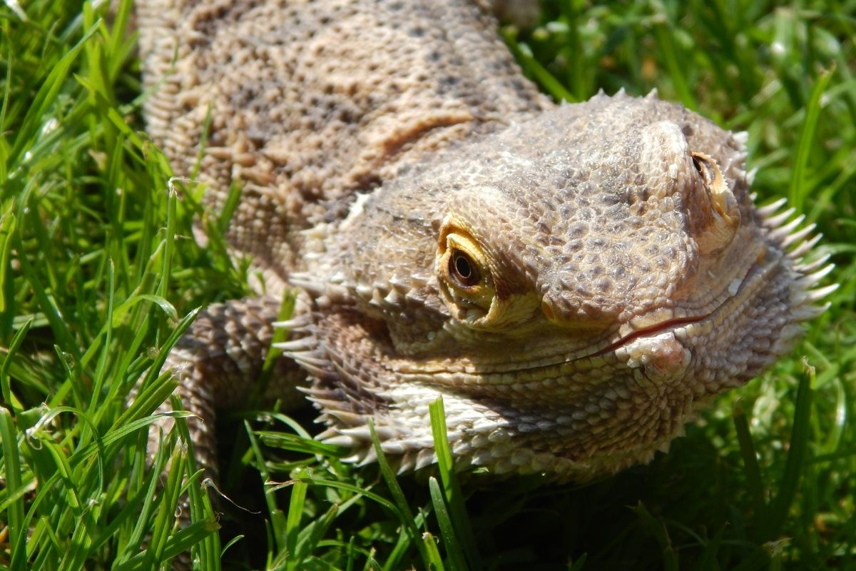 bearded dragon on grass