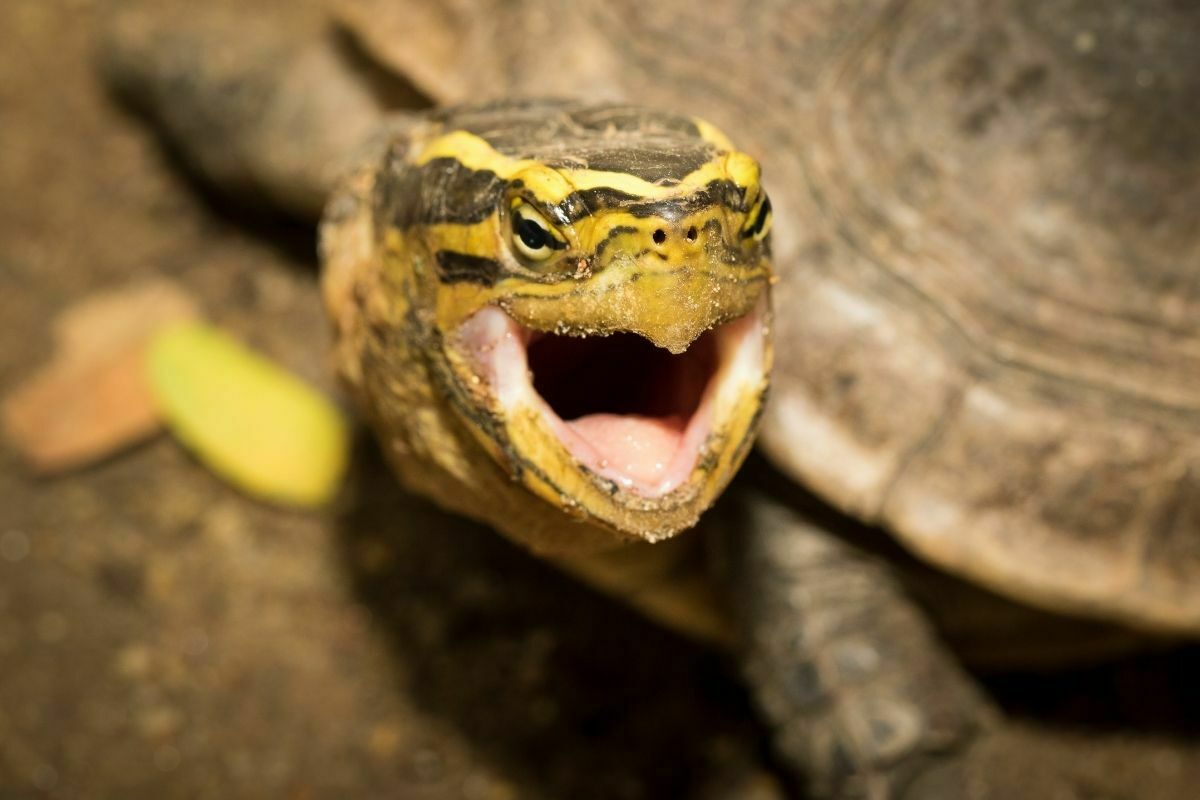 turtle hissing