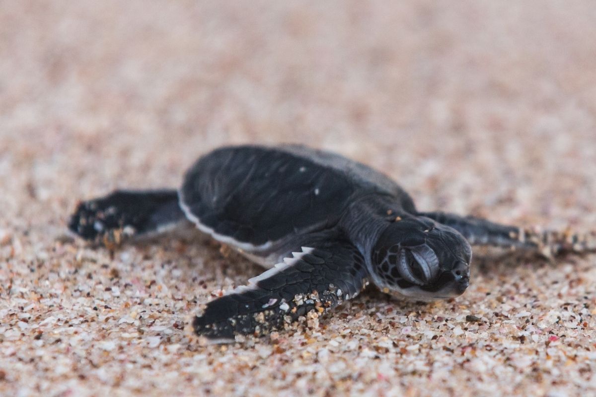 baby turtle crawling on sand