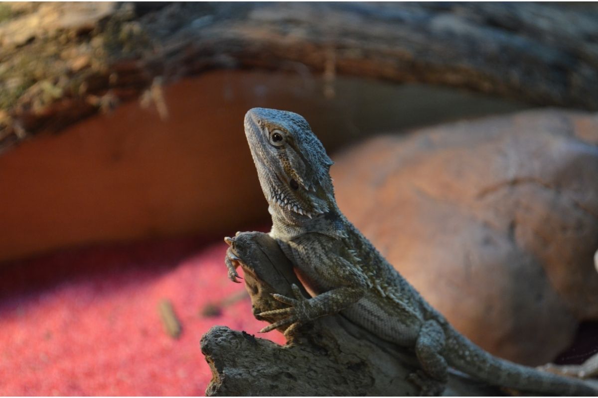Why is My Bearded Dragon Hiding? Four Things You Should Know