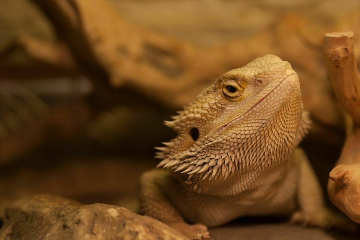 Why is My Bearded Dragon Hiding? Four Things You Should Know 