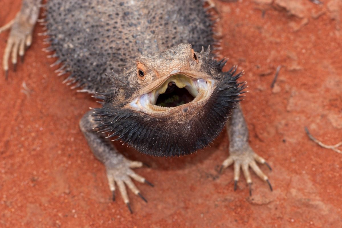 Gray Bearded Dragon Looking Up