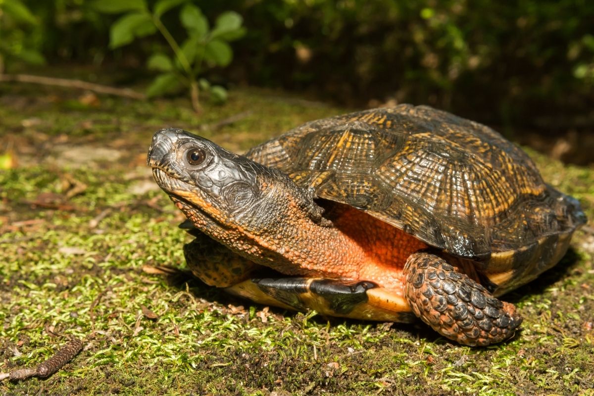 female wood turtle